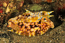Thornback boxfish (Lactoria fornasini) on sea floor. Flores Sea, Indonesia.