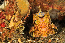 Thornback boxfish (Lactoria fornasini) on sea floor. Flores Sea, Indonesia.