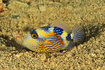 Blue triggerfish (Pseudobalistes fuscus) resting in sand on sea floor. Flores Sea, Indonesia.