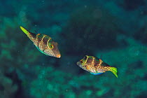 Blacksaddle filefish (Paraluteres prionurus) pair in courtship. Flores Sea, Indonesia.