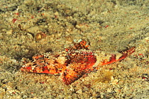 Spiny flathead (Onigocia spinosa) half buried in sand on sea floor. Flores Sea, Indonesia.