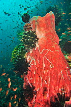 Barrel sponge (Xestospongia testudinaria) covered with Lampert&#39;s sea cucumbers (Synaptula lamperti). Crinoids and Feather stars (Crinozoa) also on Sponge. Jewel fairy basslets (Pseudanthias squami...