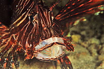 Common lionfish (Pterois volitans or miles) feeding, Bennett&#39;s sharpnose puffer (Canthigaster bennetti) in mouth. Flores Sea, Indonesia.