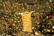 Bobbit worm (Eunice aphroditois) in sand on sea floor, at night. Flores Sea, Indonesia.