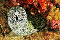 Black-spotted moray (Gymnothorax isingteena) with open mouth. Moheli, Comoros.