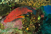 Coral hind (Cephalopholis miniata) in coral reef. Moheli, Comoros.