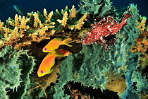 Leaf scorpionfish (Taenianotus triacanthus) and two Jewel fairy basslets (Pseudanthias squamipinnis) on Sponge. Moheli, Comoros.