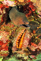 Giant moray (Gymnothorax javanicus), Variable thorny oyster (Spondylus varius) and Iridescent cardinalfish (Pristiapogon kallopterus). Moheli, Comoros.