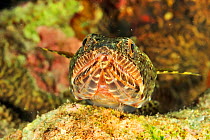 Variegated lizardfish (Synodus variegatus), close up. Moheli, Comoros.