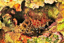 Marble shrimp (Saron marmoratus) female emerging from crevice to feed on detritus at night. Moheli, Comoros.