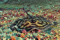 Spot-on-spot round ray (Urobatis concentricus) resting on reef. Baja California, Mexico.
