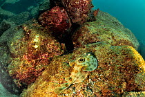 Bullseye electric ray (Diplobatis ommata) on reef. Baja California, Mexico.