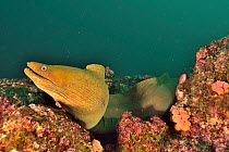 Finespotted moray (Gymnothorax dovii) in reef. Baja California, Mexico.