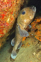 Common porcupinefish (Diodon hystrix) resting at night. Baja California, Mexico.