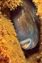 Finescale triggerfish (Balistes polylepis) sleeping at night. Baja California, Mexico.