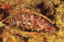 Soapfish (Rypticus sp) resting at night. Baja California, Mexico.
