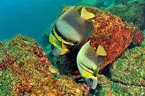 Cortez angelfish (Pomacanthus zonipectus), two on reef. Baja California, Mexico.