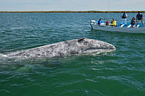 Grey whale (Eschrichtius robustus) surfacing, tourists on boat watching. Baja California, Mexico. 2017.