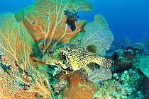 Mappa pufferfish (Arothron mappa) in front of Giant seafans / gorgonians (Annella mollis). Indian Ocean, Madagascar.