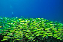 Bigeye snapper (Lutjanus lutjanus) school above coral reef, diver in background. Indian Ocean, Madagascar.