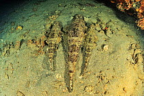 Tentacled flathead (Papilloculiceps longiceps), three camouflaged on sea floor. Near Mitsio wreck. Nosy Be, Madagascar.