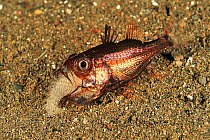 Cardinalfish (Apogonidae) male mouth brooding eggs at night, on sea floor. Flores Sea, Indonesia.