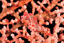 Pygmy seahorse (Hippocampus bargibanti) pregnant male living commensally on Seafan / Gorgonian (Muricella sp). Flores Sea, Indonesia.