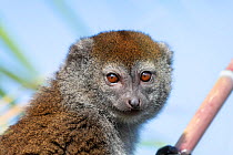 Lac Alaotra bamboo lemur (Hapalemur alaotrensis) portrait, Lake Alaotra, Madagascar, Critically endangered species.