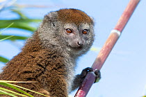 Lac Alaotra bamboo lemur (Hapalemur alaotrensis) portrait, Lake Alaotra, Madagascar, Criticaly endangerd species.