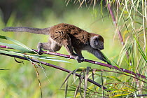 Lac Alaotra bamboo lemur (Hapalemur alaotrensis) walking on bamboo, Lake Alaotra, Madagascar, Criticaly endangerd species.