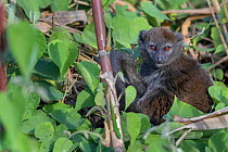 Lac Alaotra bamboo lemur (Hapalemur alaotrensis) in bamboo, Lake Alaotra, Madagascar, Criticaly endangerd species.