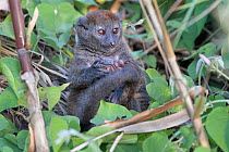 Lac Alaotra bamboo lemur (Hapalemur alaotrensis) in bamboo, Lake Alaotra, Madagascar, Criticaly endangerd species.
