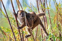 Lac Alaotra bamboo lemur (Hapalemur alaotrensis) carrying young, Lake Alaotra, Madagascar, Criticaly endangerd species.