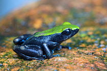 Climbing mantella frog (Mantella laevigata), Marojejy NP, Madagascar