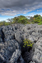 Rock formations at Tsingy Maeva, Ankarana NP, Madagascar.