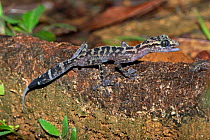 Graceful Madagascar ground gecko (Paroedura gracillis), cleaing its eye with its tongue, Marojejy NP, Madagascar