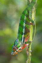 Leopard chameleon (Furcifer pardalis), Marojejy NP, Madagascar