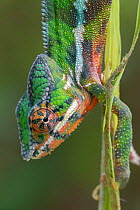 Leopard chameleon (Furcifer pardalis), Marojejy NP, Madagascar