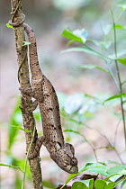 Malagasy giant chameleon (Furcifer oustaleti), Ankarana NP, Madagascar