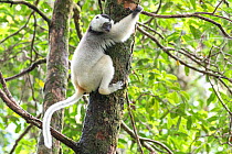 Silky sifaka (Propithecus candidus) in tree, Marojejy National Park, Madagascar. Critically endagered species.