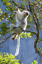 Silky sifaka (Propithecus candidus) in tree, Marojejy National Park, Madagascar. Critically endagered species.