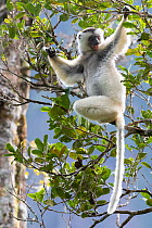 Silky sifaka  (Propithecus candidus) in tree, Marojejy National Park, Madagascar. Critically endagered species.