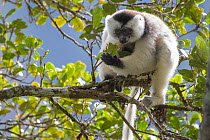 Silky sifaka (Propithecus candidus) feeding in tree, Marojejy National Park, Madagascar. Critically endagered species.