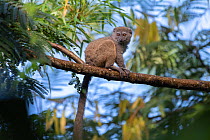 Northern bamboo lemur (Hapalemur occidentalis) in tree, Marojejy NP, Madagascar