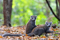 Crowned lemur (Eulemur coronatus), females on ground in forest feeding, Ankarana NP, Madagascar