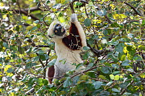 Coquerel&#39;s sifaka (Propithecus coquereli) in tree, feeding on leaves, Ankarafantsika National Park, Madagascar