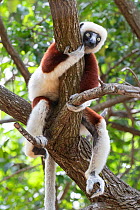 Coquerel's sifaka (Propithecus coquereli) in tree, relaxing, Ankarafantsika National Park, Madagascar