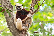 Coquerel&#39;s sifaka (Propithecus coquereli) in tree, Ankarafantsika National Park, Madagascar