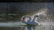 Mute Swan (Cygnus olor) bathing, Paris, France. November