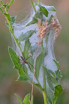 Nursery web spider (Pisaura mirabilis) female guarding spiderlings, Peerdsbos, Brasschaat, Belgium. July